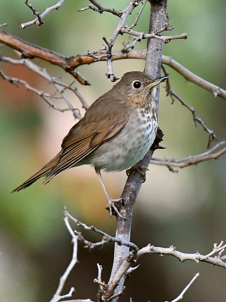 HermitThrush.jpg