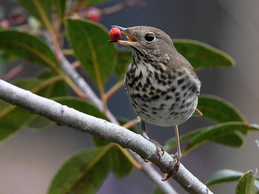 HermitThrush.jpg