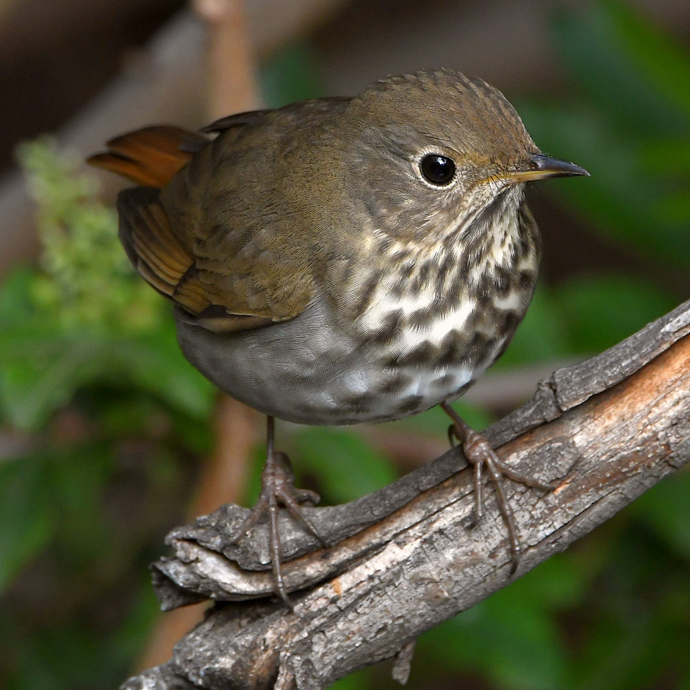 HermitThrush10.jpg