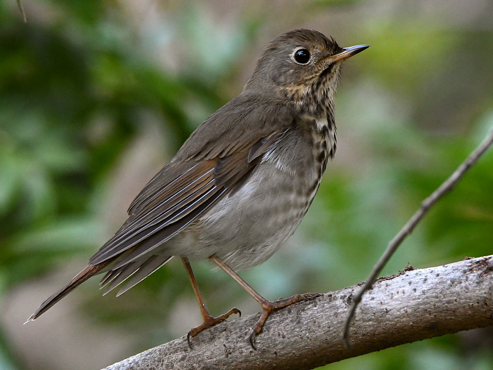 HermitThrush13.jpg