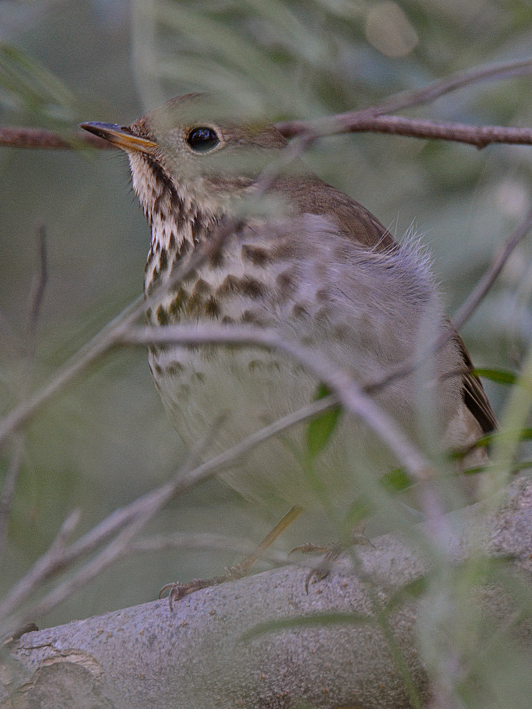 HermitThrush2.jpg