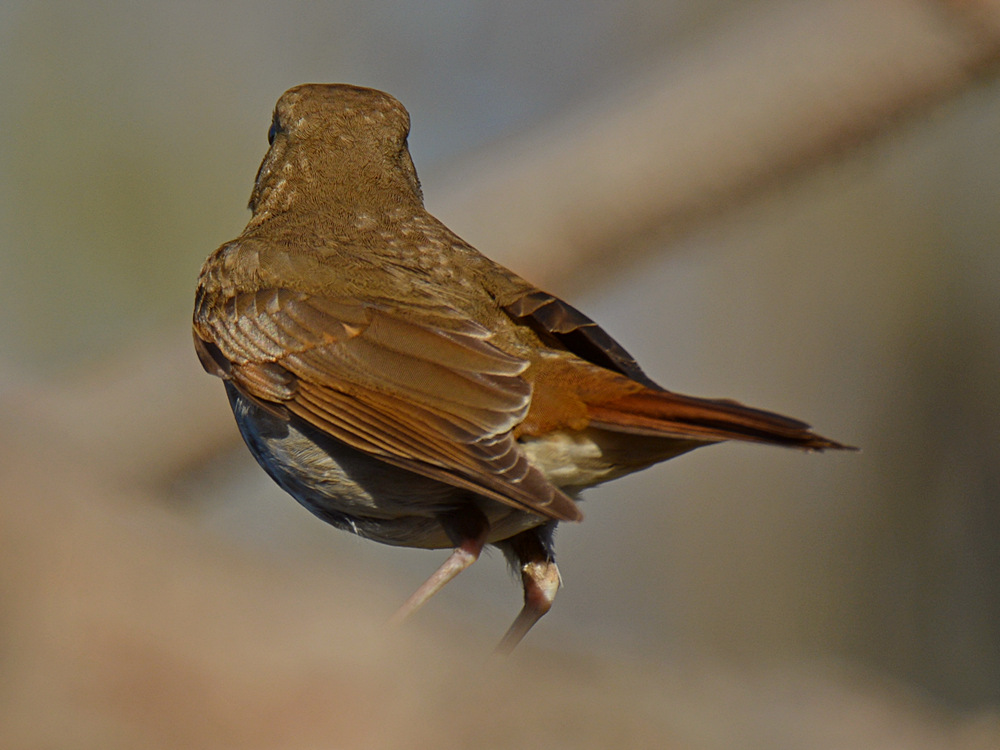 HermitThrush2.jpg