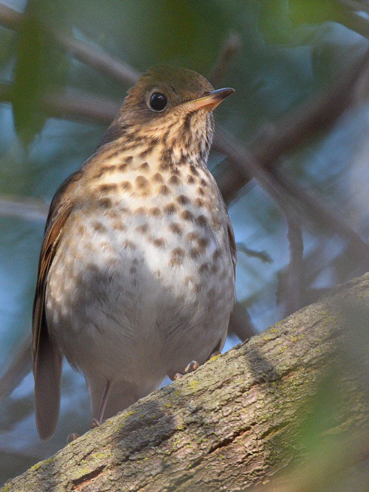 HermitThrush2.jpg