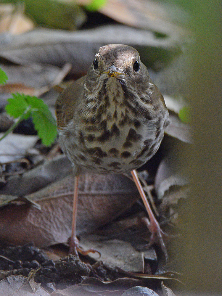HermitThrush2.jpg