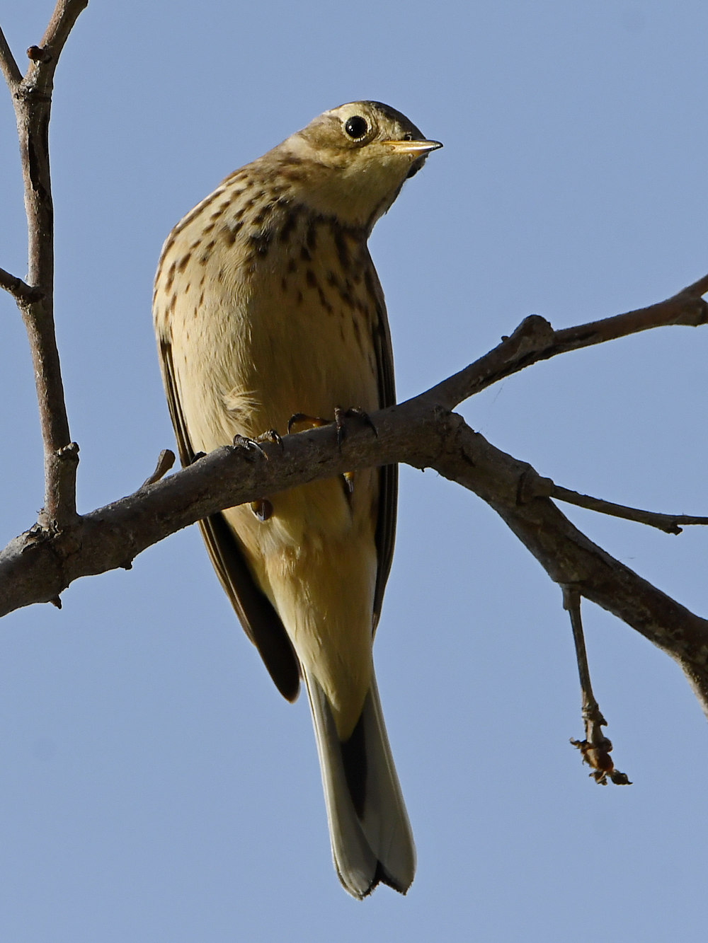 HermitThrush2.jpg
