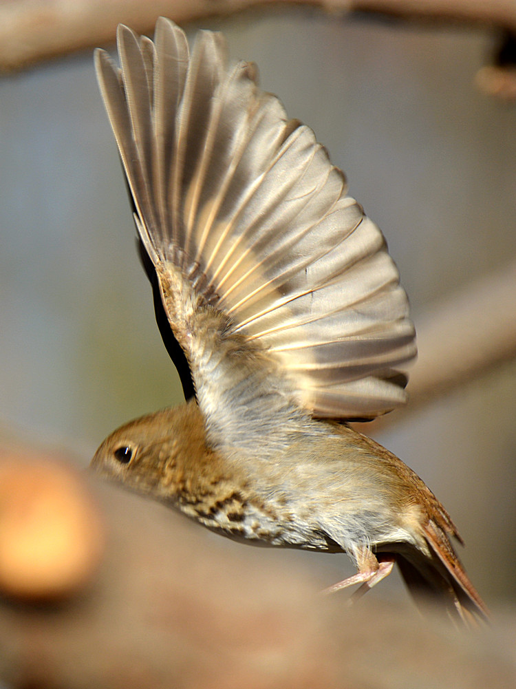 HermitThrush3.jpg