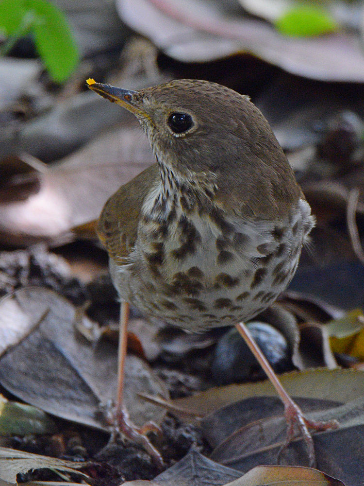HermitThrush3.jpg