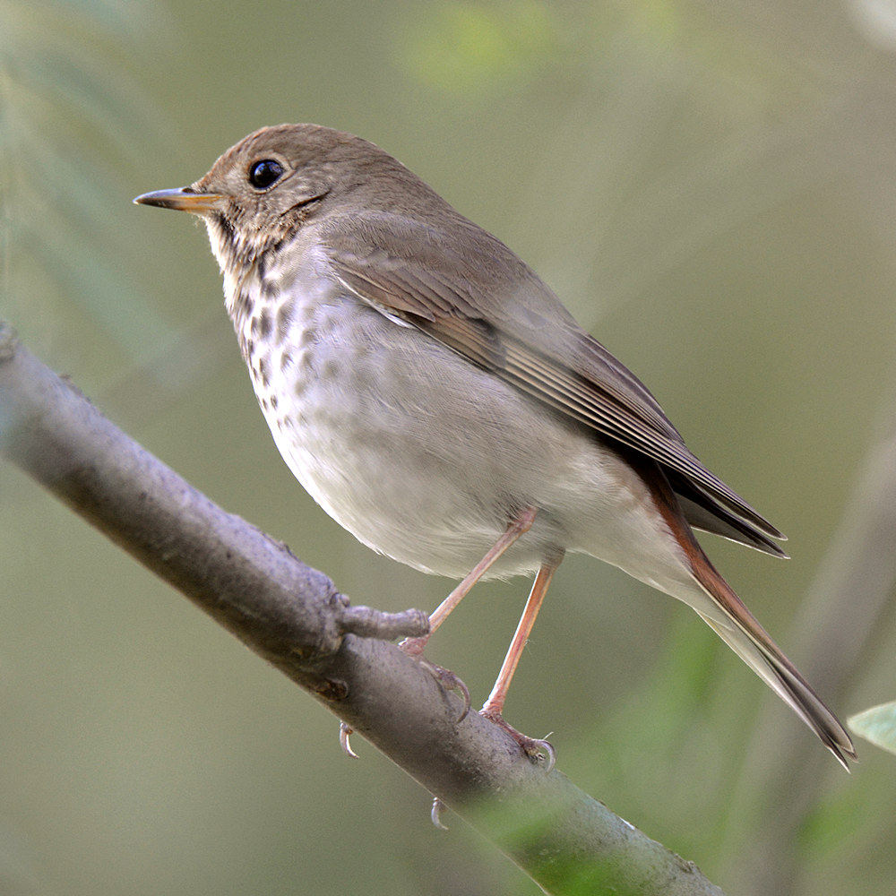 HermitThrush4.jpg