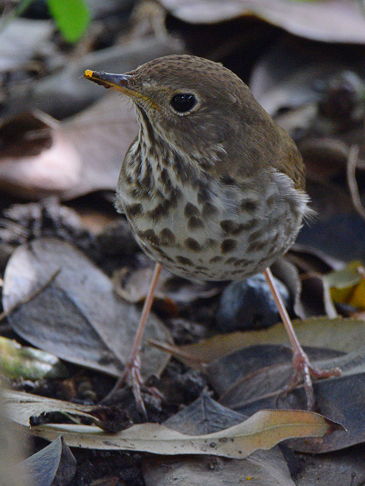 HermitThrush4.jpg