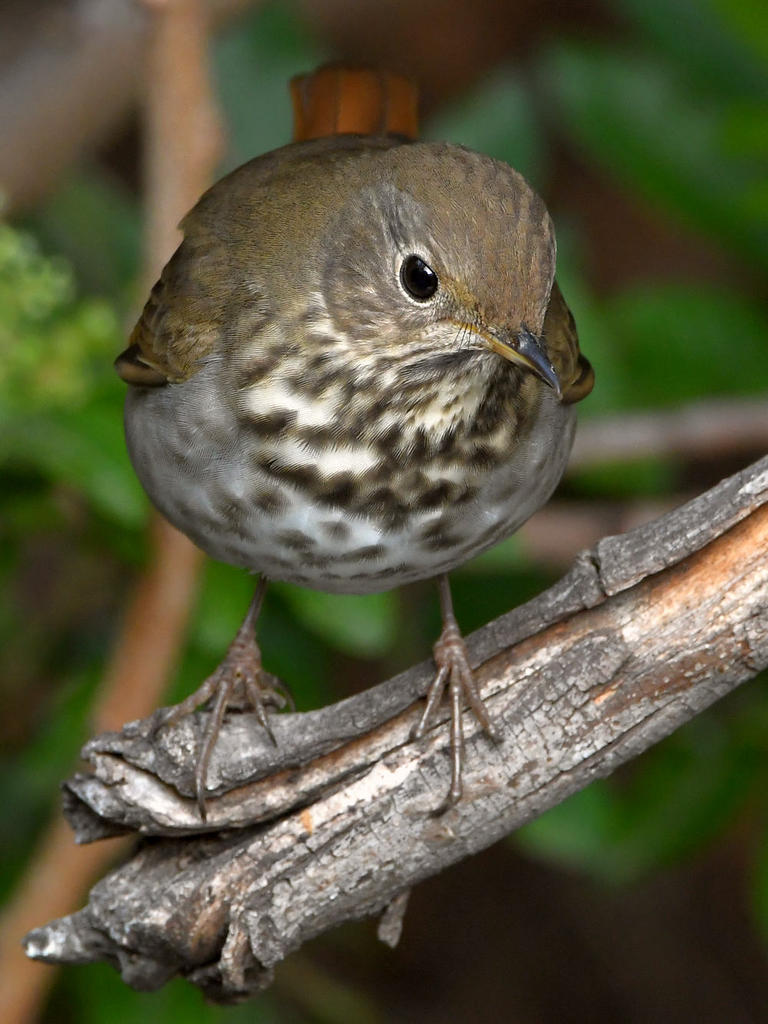 HermitThrush4.jpg