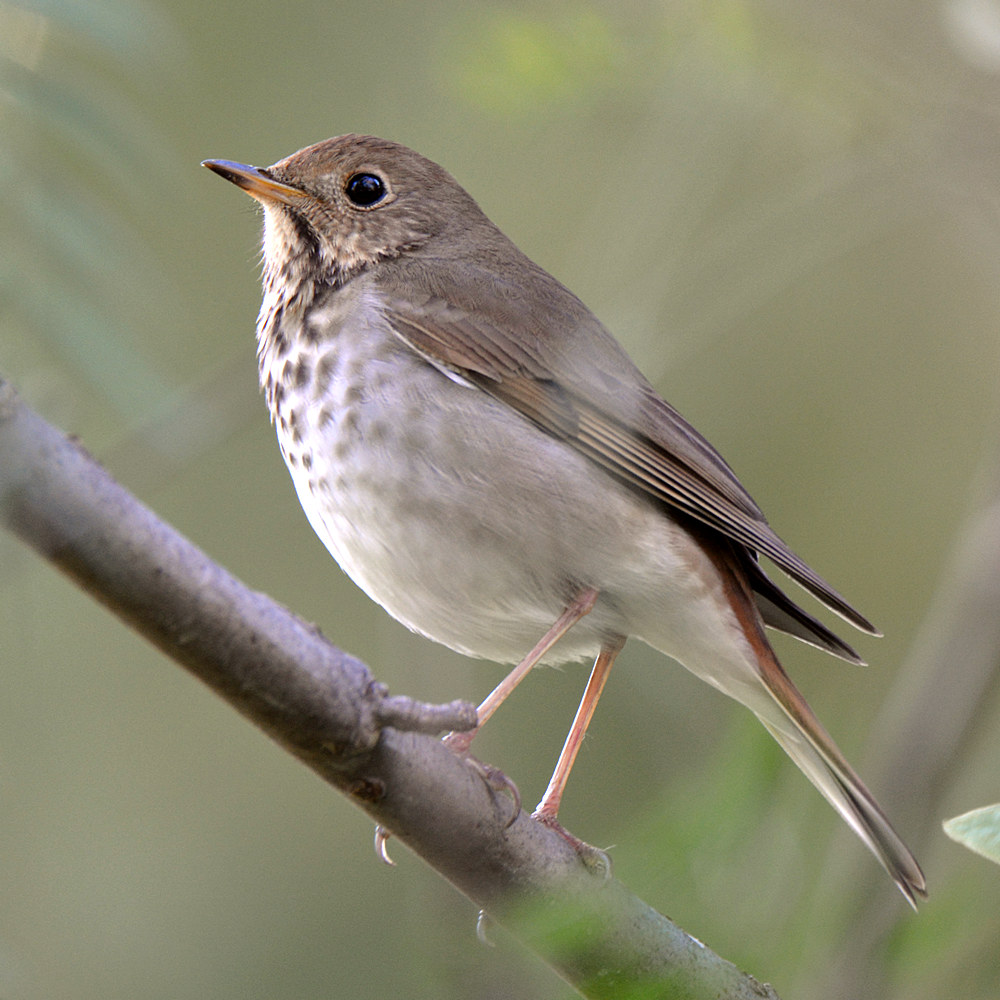 HermitThrush5.jpg