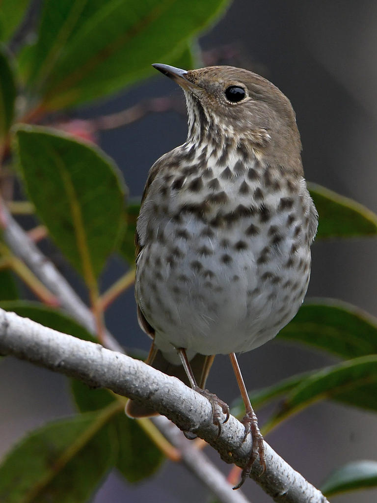 HermitThrush5.jpg
