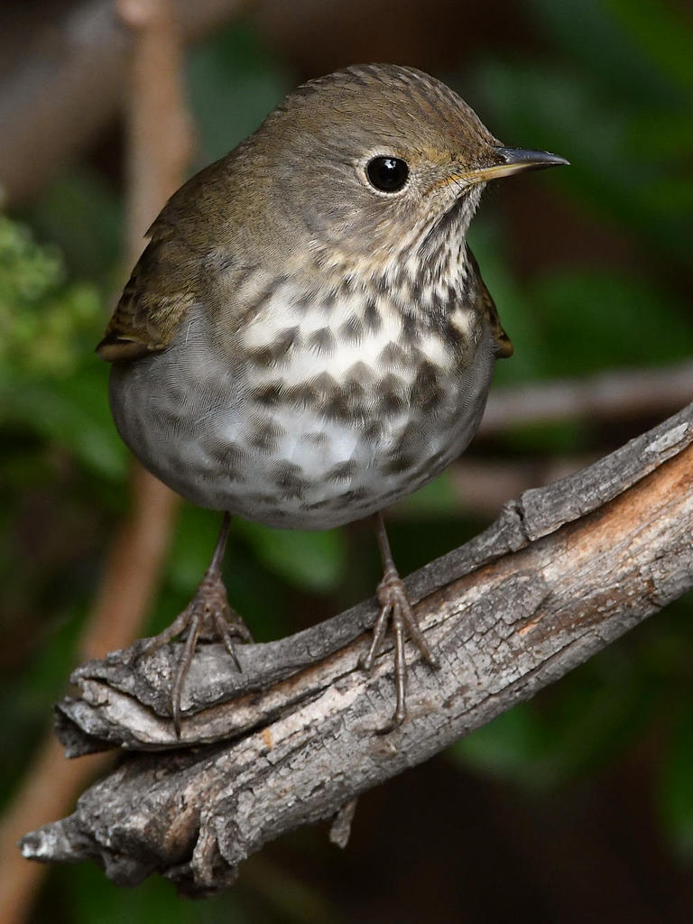HermitThrush6.jpg