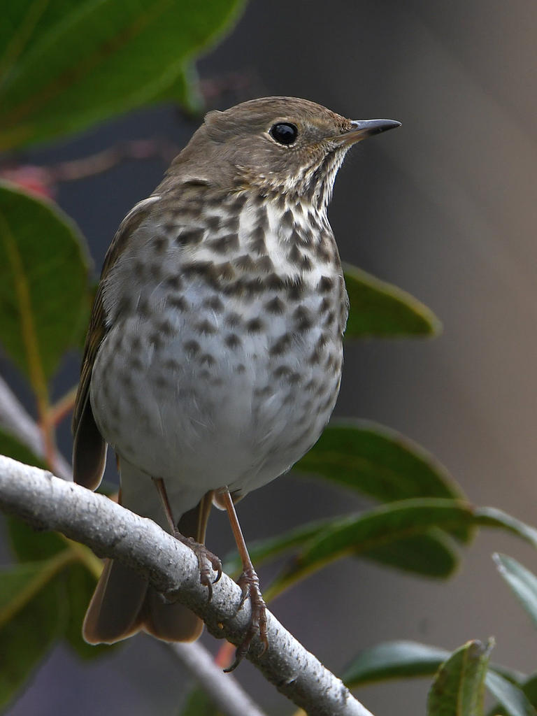 HermitThrush6.jpg