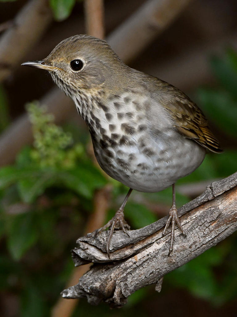 HermitThrush7.jpg