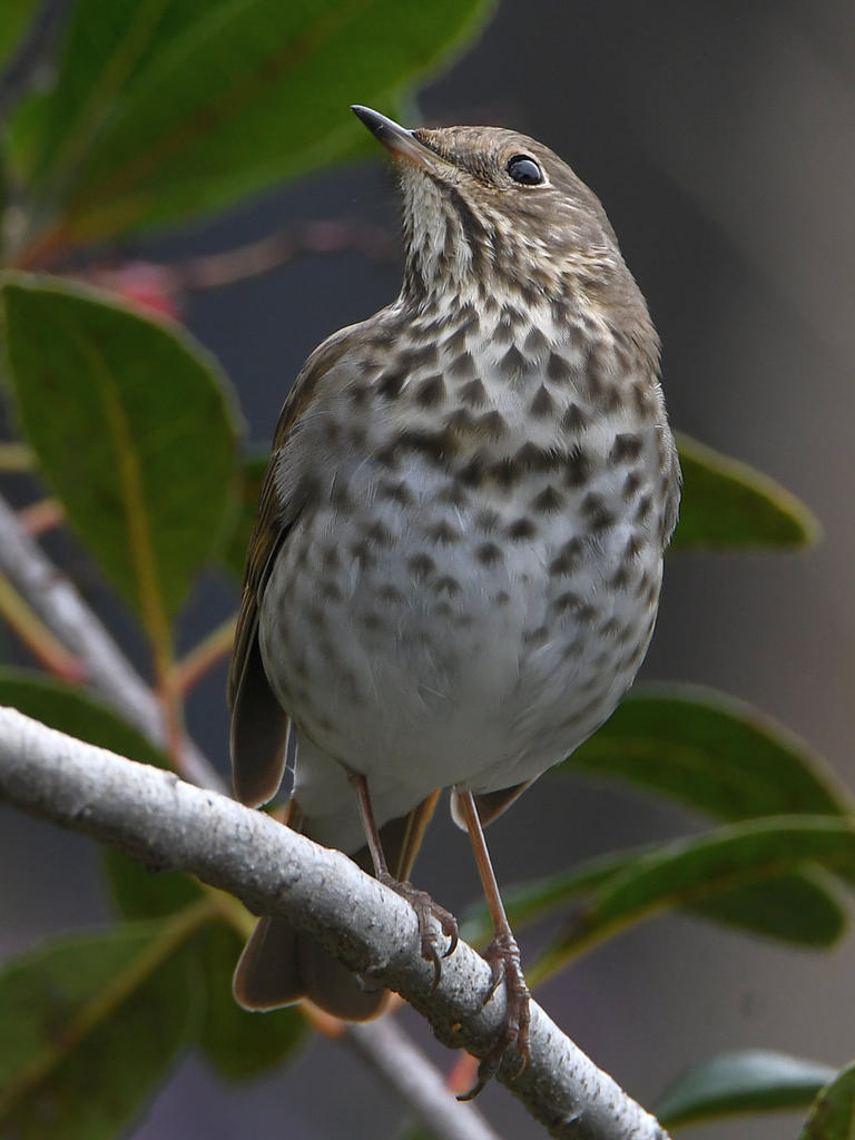 HermitThrush7.jpg