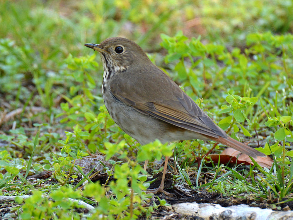 HermitThrush_2015_02_24.jpg