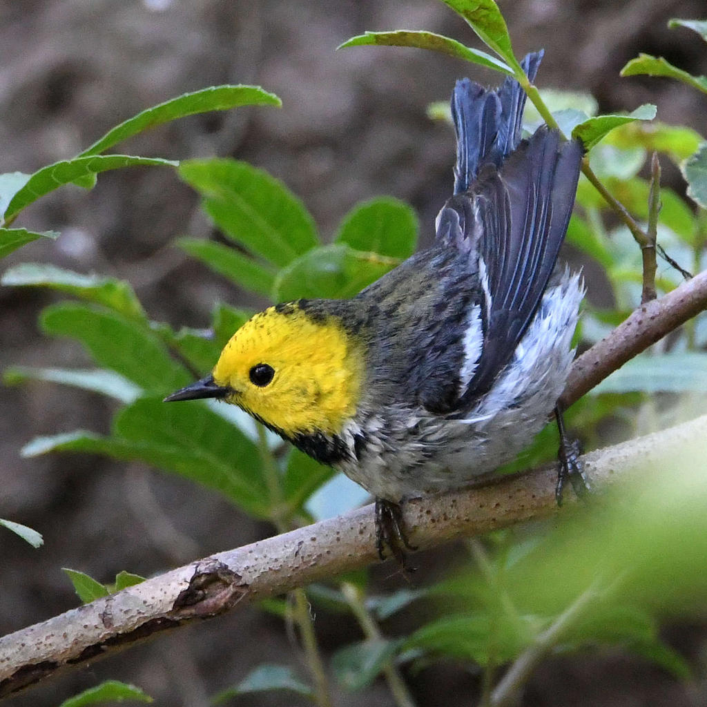 HermitWarbler.jpg