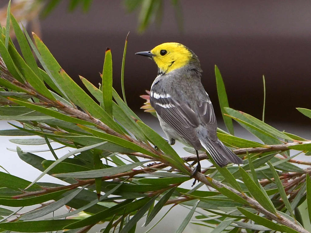 HermitWarbler.jpg