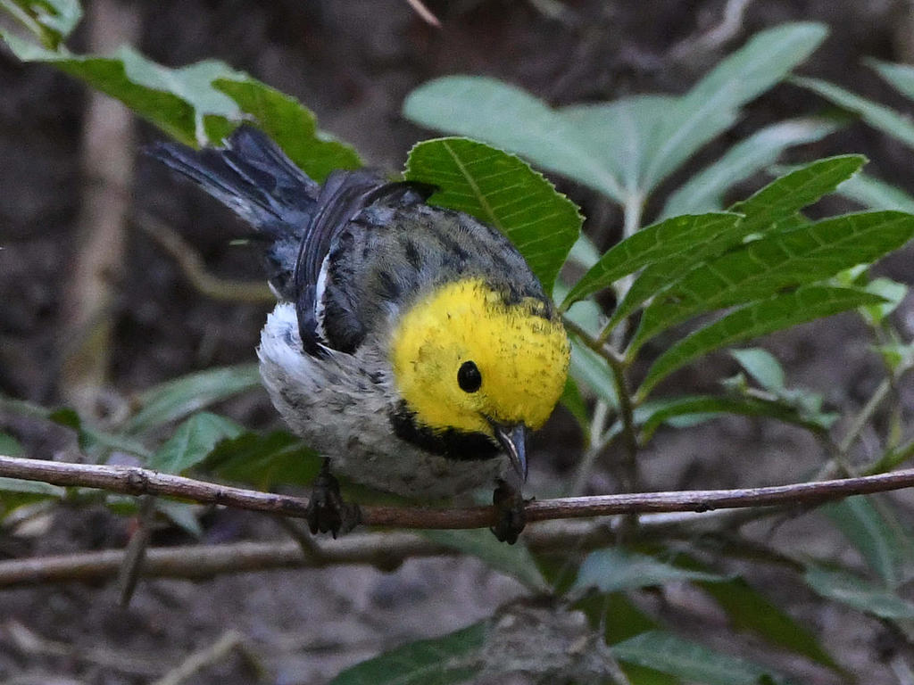 HermitWarbler2.jpg