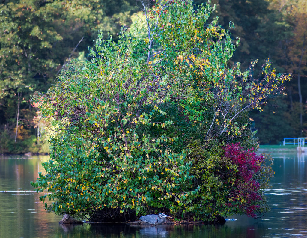 Heron 1-1.jpg