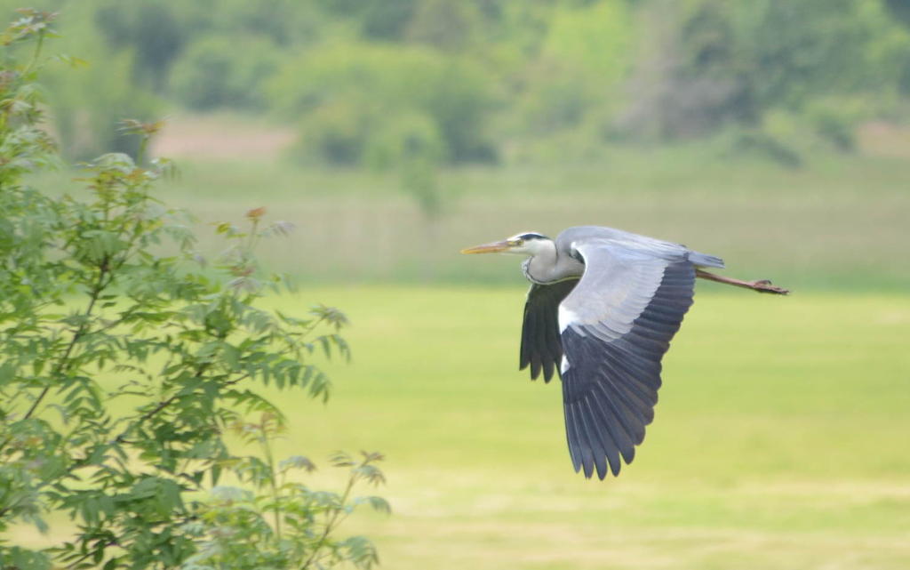 Heron 1.jpg
