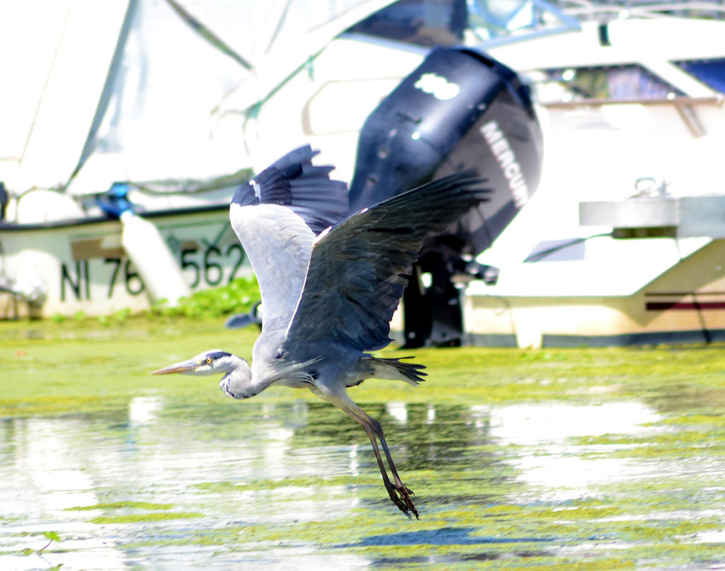 Heron 1.jpg