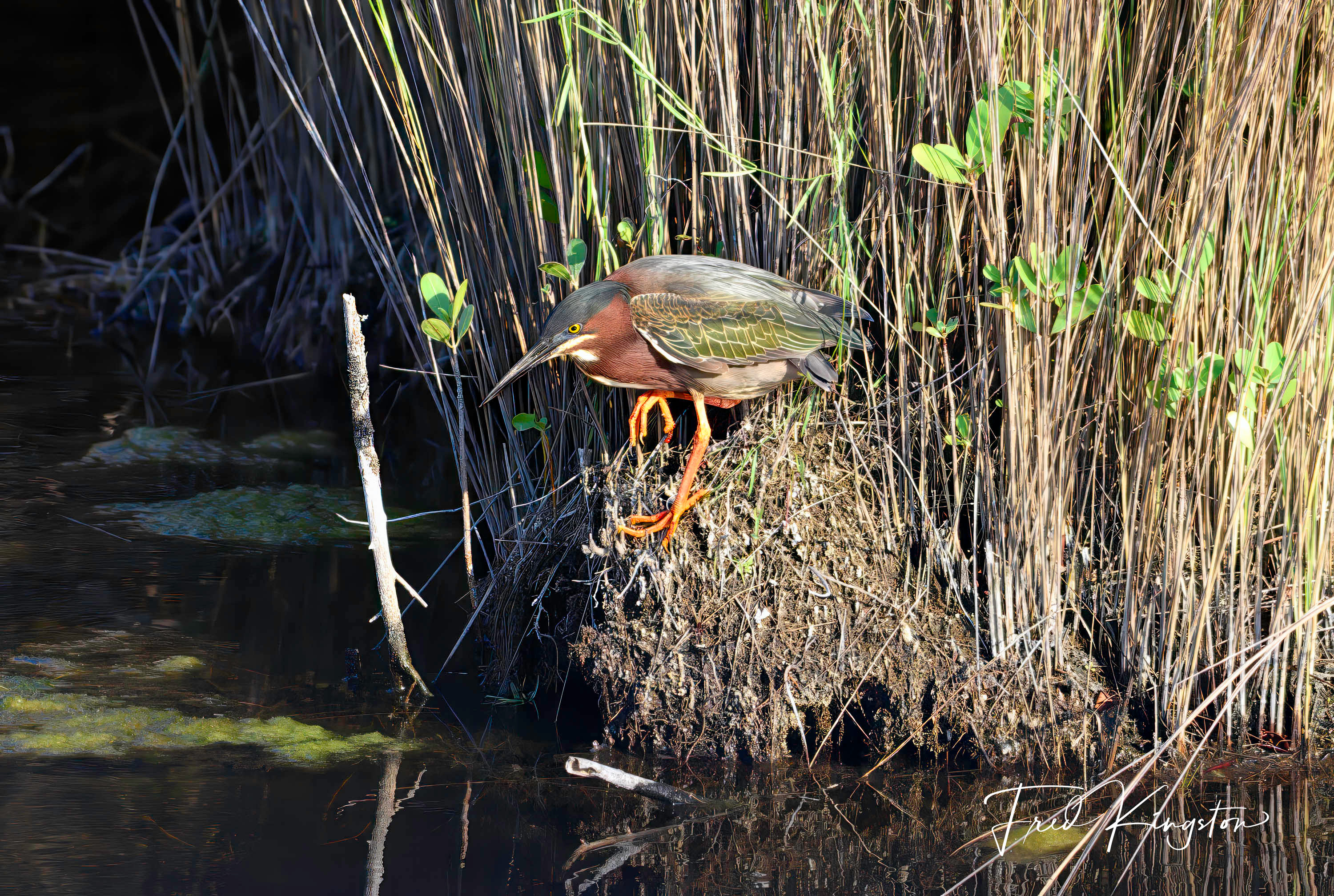 Heron-1.jpg