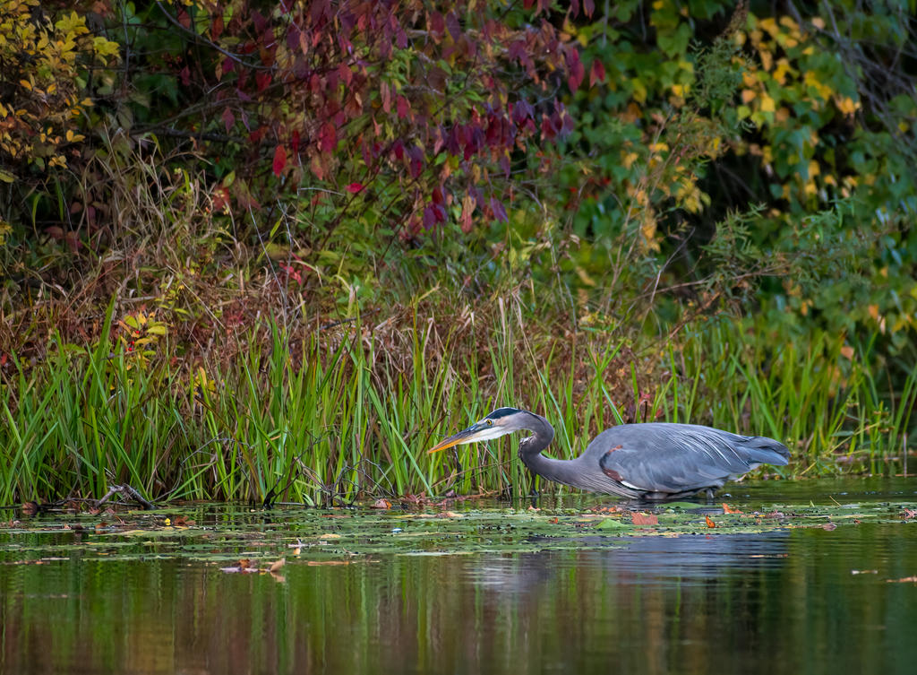 Heron 2-1.jpg