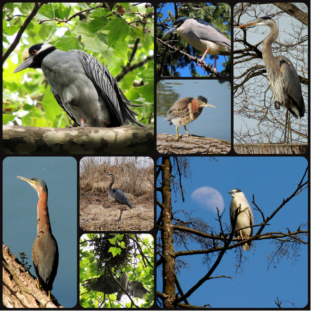 Heron collage.jpg