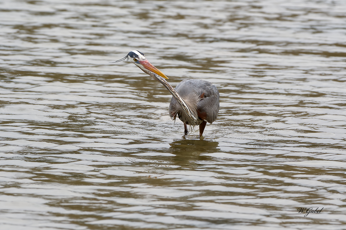 Heron hairy eye sm.jpg