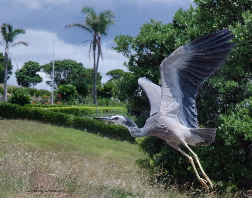 Heron in Flight LOL.jpg