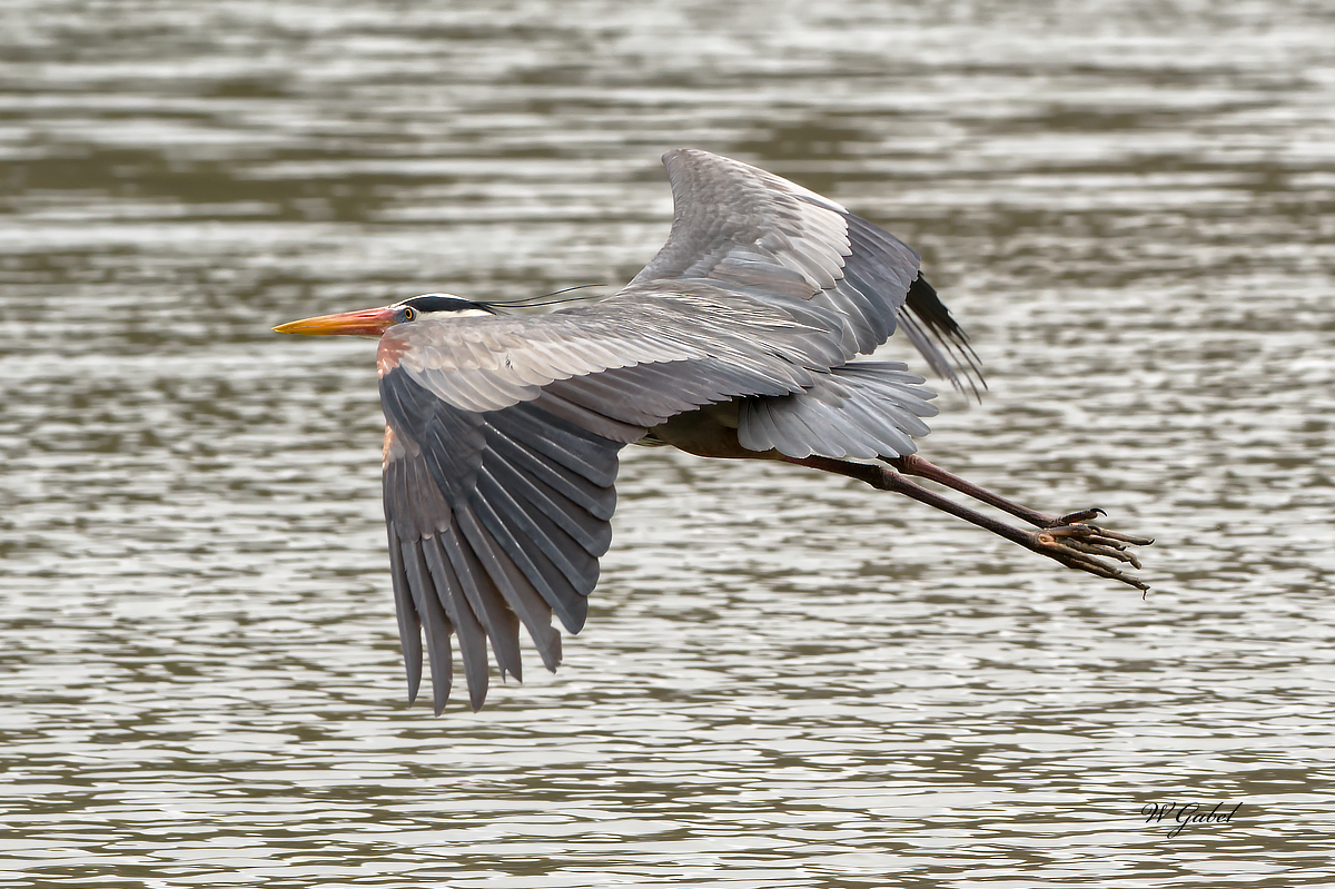 Heron in flight sm.jpg