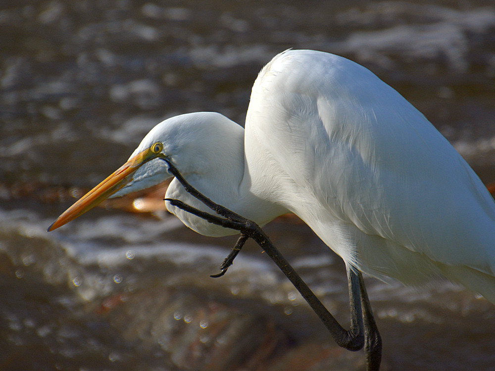 Heron.jpg