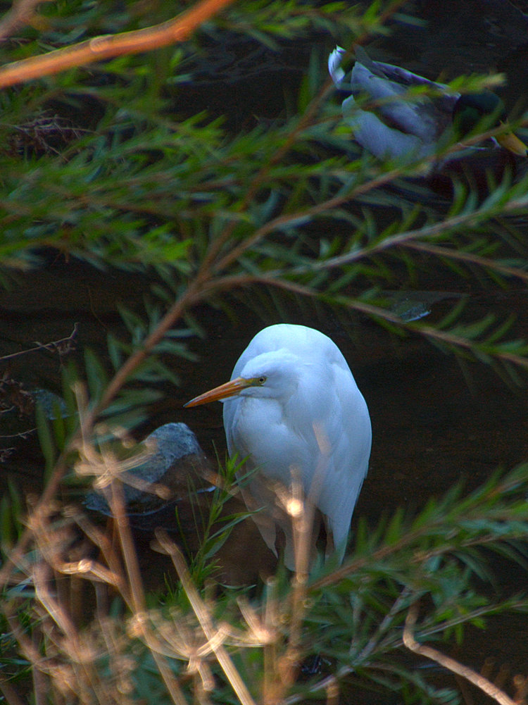 Heron.jpg