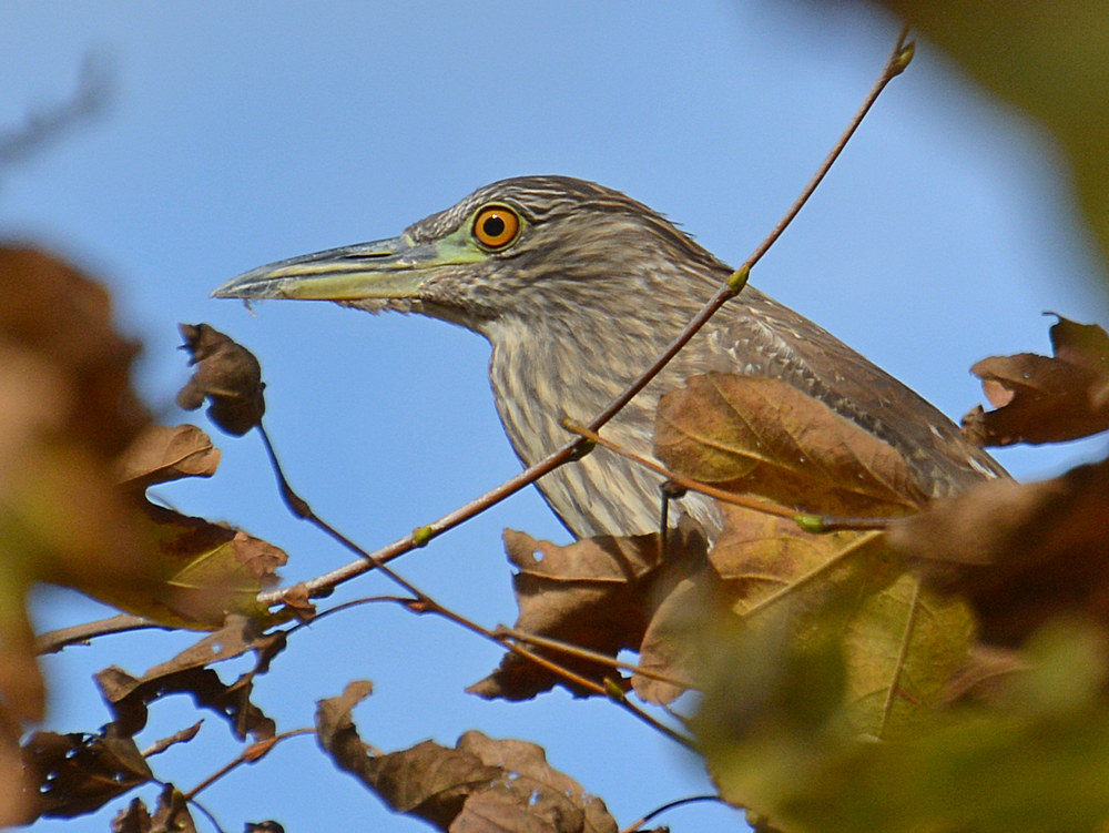 Heron.jpg
