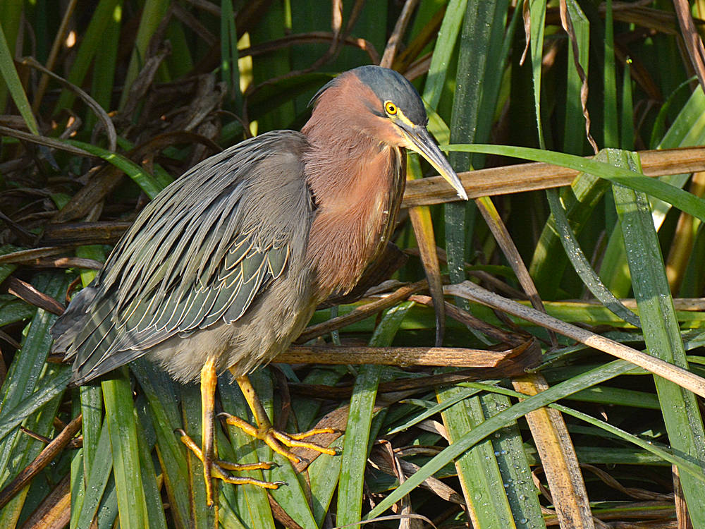 Heron.jpg