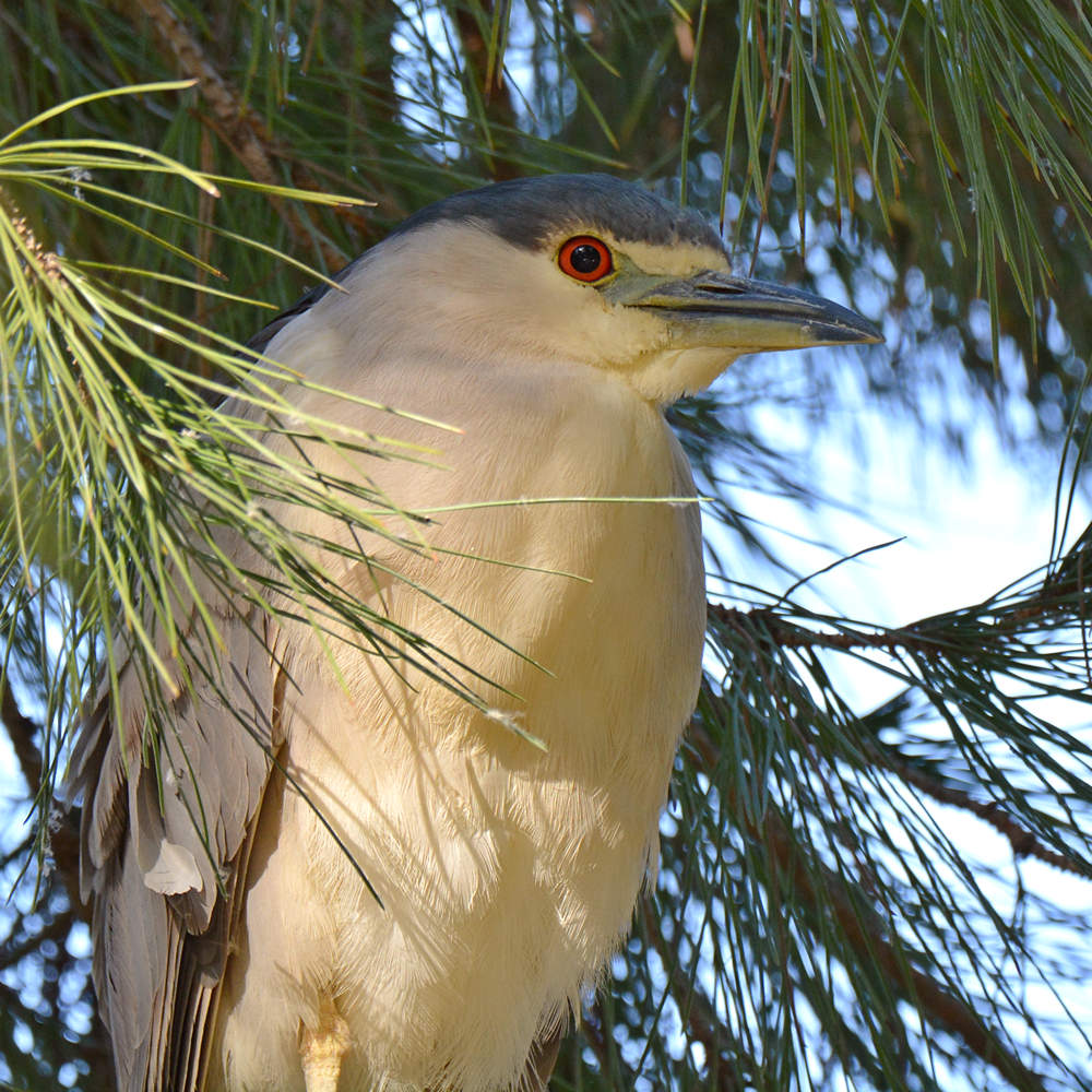 Heron.jpg