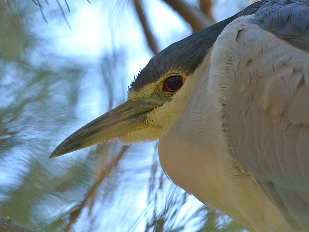 Heron.jpg