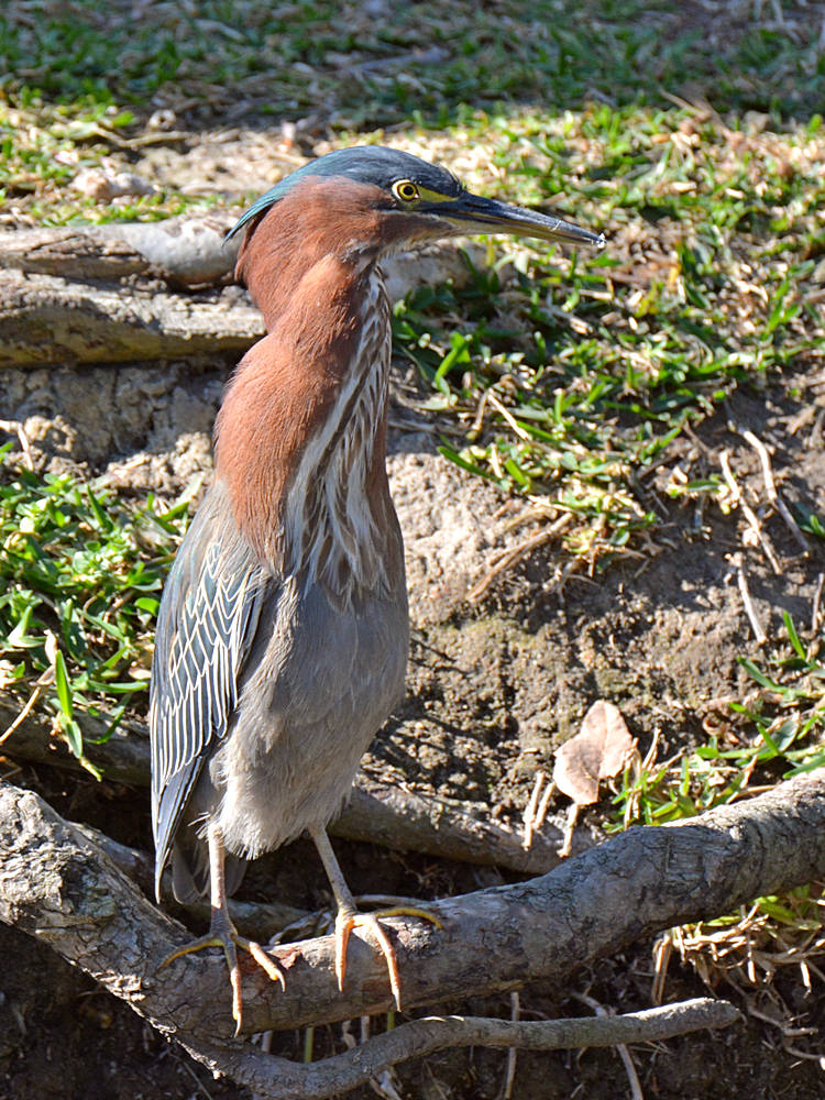 Heron.jpg