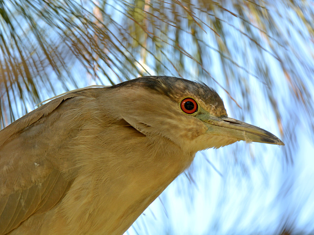 Heron.jpg