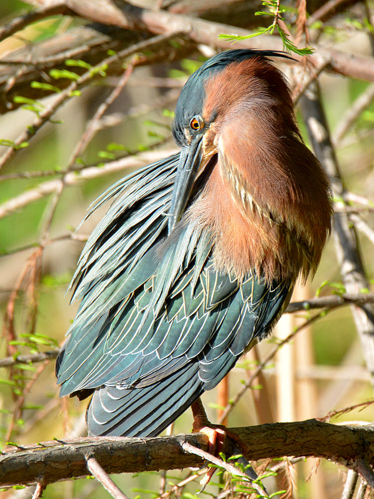 Heron.jpg