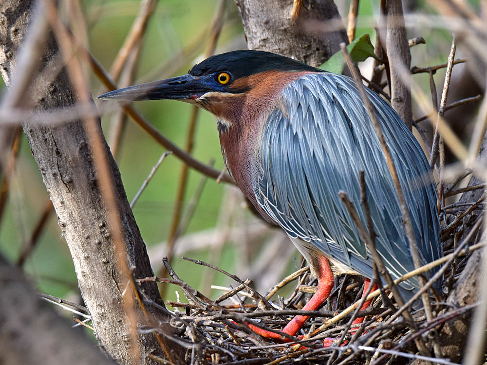 Heron.jpg