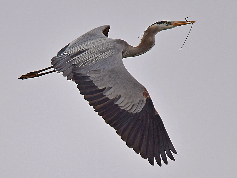 Heron.jpg