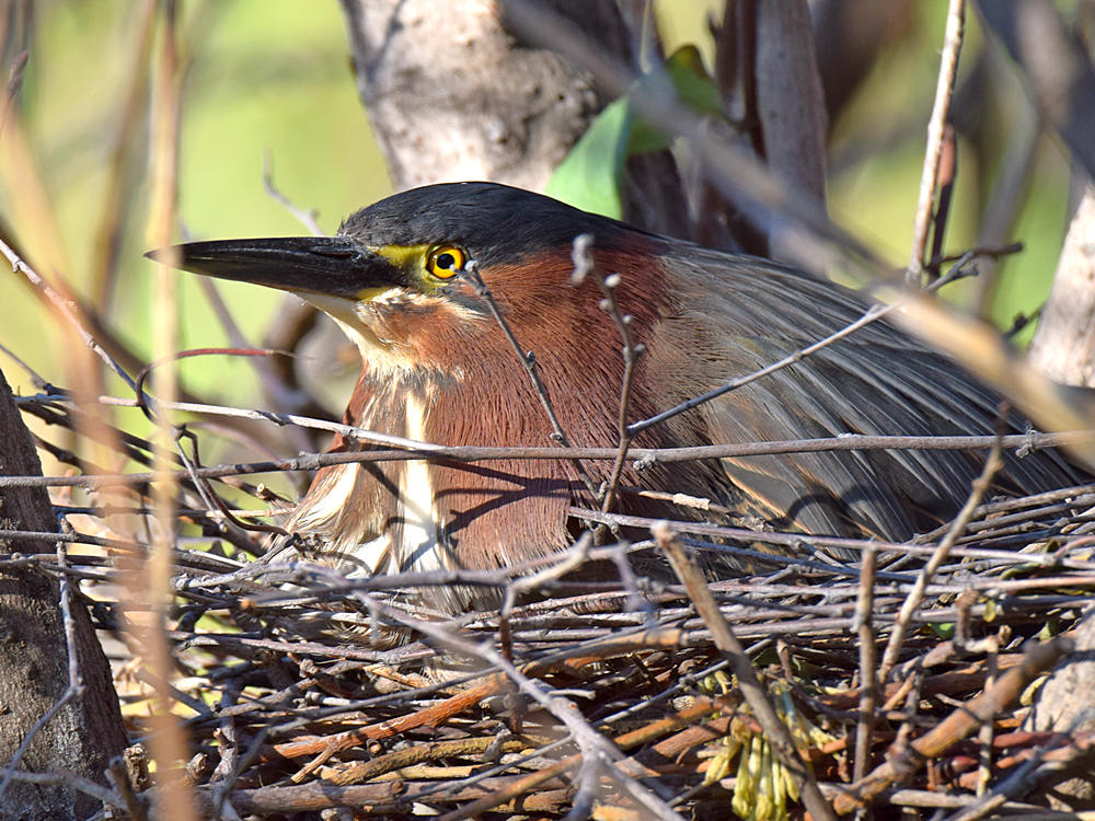 Heron.jpg