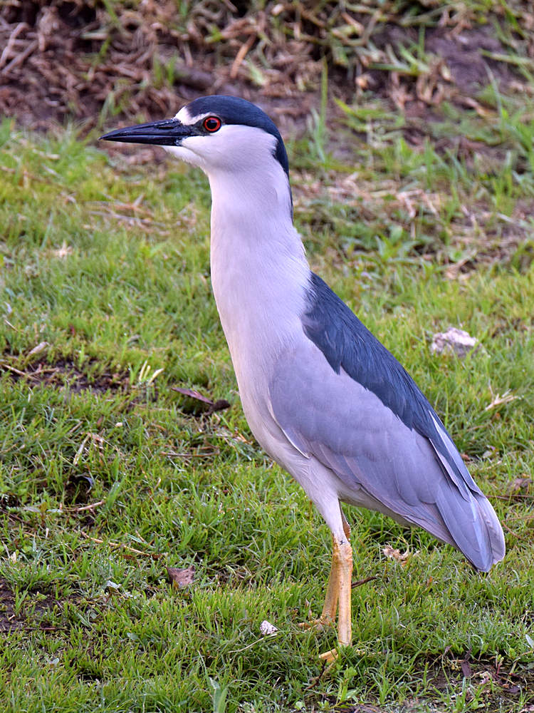 Heron.jpg