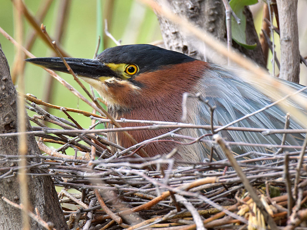 Heron.jpg