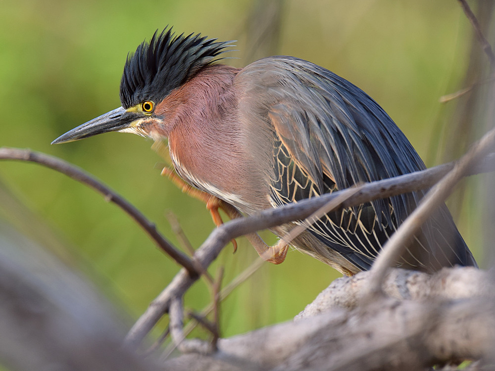 Heron.jpg