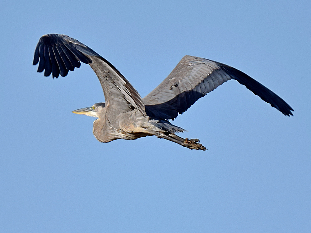 Heron.jpg
