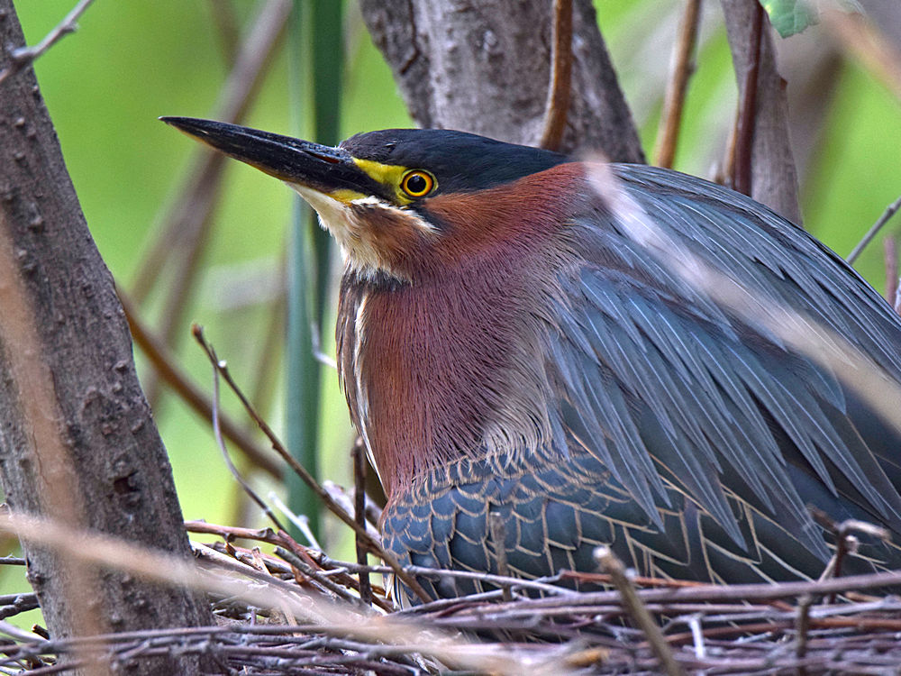 Heron.jpg